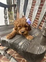 Gala (Mini/Medium), a female Goldendoodle and Miniature Goldendoodle for sale in Charlotte, NC – Photo 1 of 6