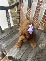 Gala (Mini/Medium), a female Goldendoodle and Miniature Goldendoodle for sale in Charlotte, NC – Photo 4 of 6