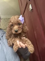 Gala (Mini/Medium), a female Goldendoodle and Miniature Goldendoodle for sale in Charlotte, NC – Photo 2 of 6