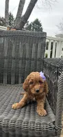 Gala (Mini/Medium), a female Goldendoodle and Miniature Goldendoodle for sale in Charlotte, NC – Photo 3 of 6