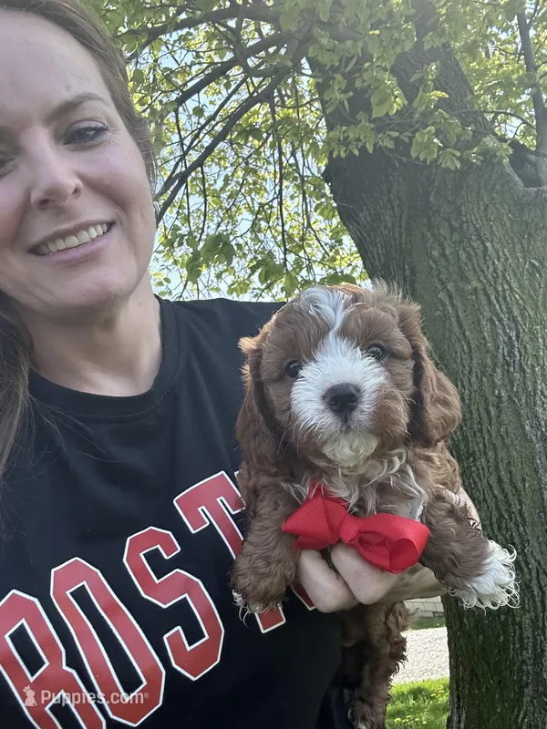 Aaron  – Cavapoo puppy for sale in Charlotte, NC