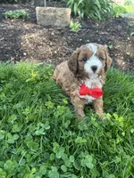 Aaron , a male Cavapoo for sale in Charlotte, NC – Photo 2 of 6