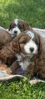 Aaron , a male Cavapoo for sale in Charlotte, NC – Photo 3 of 6