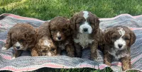 Aaron , a male Cavapoo for sale in Charlotte, NC – Photo 4 of 6