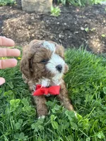 Aaron , a male Cavapoo for sale in Charlotte, NC – Photo 6 of 6
