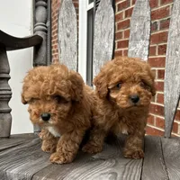 Enzo (Micro), a male Miniature Goldendoodle for sale in Charlotte, NC – Photo 6 of 6