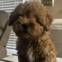 Enzo (Micro), a male Miniature Goldendoodle for sale in Charlotte, NC – Photo 3 of 6