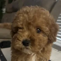 Enzo (Micro), a male Miniature Goldendoodle for sale in Charlotte, NC – Photo 5 of 6