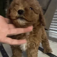 Enzo (Micro), a male Miniature Goldendoodle for sale in Charlotte, NC – Photo 1 of 6