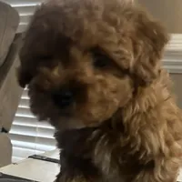 Enzo (Micro), a male Miniature Goldendoodle for sale in Charlotte, NC – Photo 2 of 6