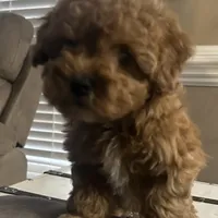 Enzo (Micro), a male Miniature Goldendoodle for sale in Charlotte, NC – Photo 4 of 6