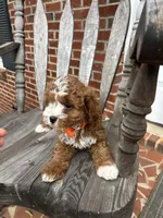 Aaron , a male Cavapoo for sale in Charlotte, NC – 5 of 8