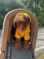 Tommy (Micro), a male Miniature Goldendoodle for sale in Charlotte, NC – Photo 2 of 4