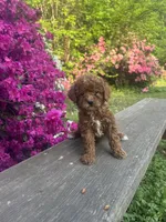 Tommy (Micro), a male Miniature Goldendoodle for sale in Charlotte, NC – Photo 3 of 4