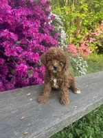 Tommy (Micro), a male Miniature Goldendoodle for sale in Charlotte, NC – Photo 4 of 4