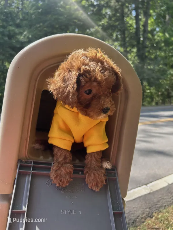 Tommy (Micro) – Miniature Goldendoodle puppy for sale in Charlotte, NC