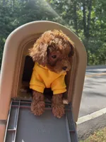 Tommy (Micro), a male Miniature Goldendoodle for sale in Charlotte, NC – Photo 1 of 4