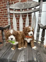 Eddy, a male Cavapoo for sale in Charlotte, NC – 8 of 8