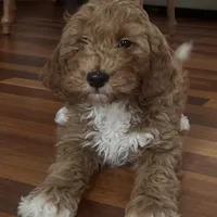 Gino (Mini/Medium), a male Goldendoodle and Miniature Goldendoodle for sale in Charlotte, NC – Photo 1 of 6