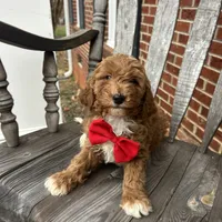 Gino (Mini/Medium), a male Goldendoodle and Miniature Goldendoodle for sale in Charlotte, NC – Photo 3 of 6