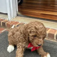 Gino (Mini/Medium), a male Goldendoodle and Miniature Goldendoodle for sale in Charlotte, NC – Photo 2 of 6