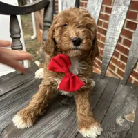 Gino (Mini/Medium), a male Goldendoodle and Miniature Goldendoodle for sale in Charlotte, NC – Photo 5 of 6