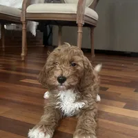 Gino (Mini/Medium), a male Goldendoodle and Miniature Goldendoodle for sale in Charlotte, NC – Photo 6 of 6