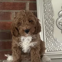 Gino (Mini/Medium), a male Goldendoodle and Miniature Goldendoodle for sale in Charlotte, NC – Photo 4 of 6