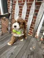 Eddy, a male Cavapoo for sale in Charlotte, NC – 2 of 8