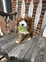 Eddy, a male Cavapoo for sale in Charlotte, NC – 6 of 8
