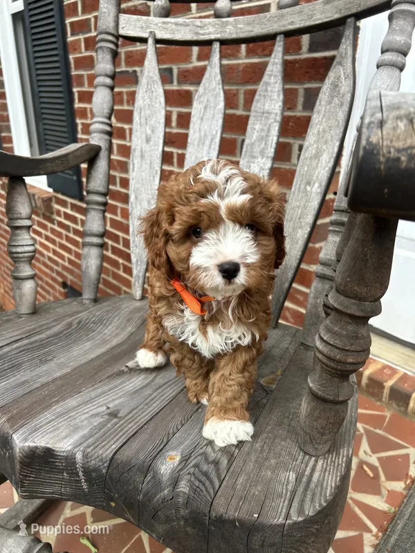 Aaron  – Cavapoo puppy for sale in Charlotte, NC