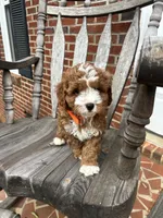 Aaron , a male Cavapoo for sale in Charlotte, NC – 1 of 8