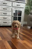 Giorgio (Mini/Medium), a male Goldendoodle and Miniature Goldendoodle for sale in Charlotte, NC – Photo 2 of 3