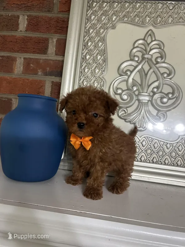 Vince (Micro) – Miniature Goldendoodle puppy for sale in Charlotte, NC