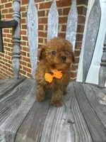 Vince (Micro), a male Miniature Goldendoodle for sale in Charlotte, NC – Photo 2 of 2