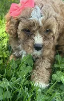 Abby, a female Cavapoo for sale in Charlotte, NC – Photo 2 of 5