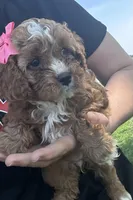 Abby, a female Cavapoo for sale in Charlotte, NC – Photo 3 of 5