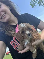 Abby, a female Cavapoo for sale in Charlotte, NC – Photo 4 of 5