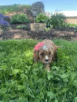 Abby, a female Cavapoo for sale in Charlotte, NC – Photo 5 of 5