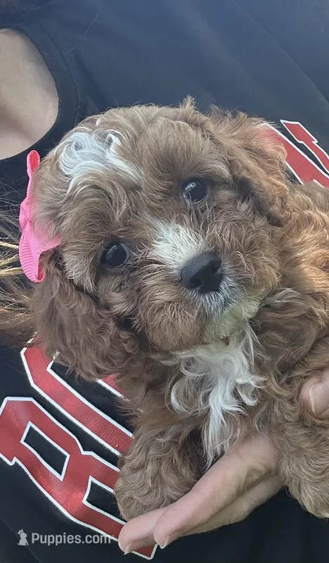 Abby – Cavapoo puppy for sale in Charlotte, NC