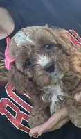 Abby, a female Cavapoo for sale in Charlotte, NC – Photo 1 of 5