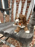 Aaron , a male Cavapoo for sale in Charlotte, NC – 7 of 8
