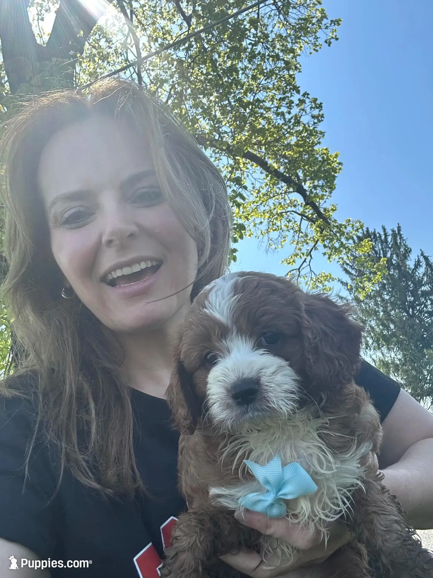Eddy, a male Cavapoo for sale in Charlotte, NC – 3 of 8