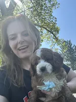 Eddy, a male Cavapoo for sale in Charlotte, NC – Photo 2 of 4