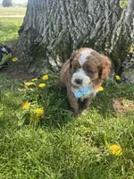 Eddy, a male Cavapoo for sale in Charlotte, NC – Photo 4 of 4