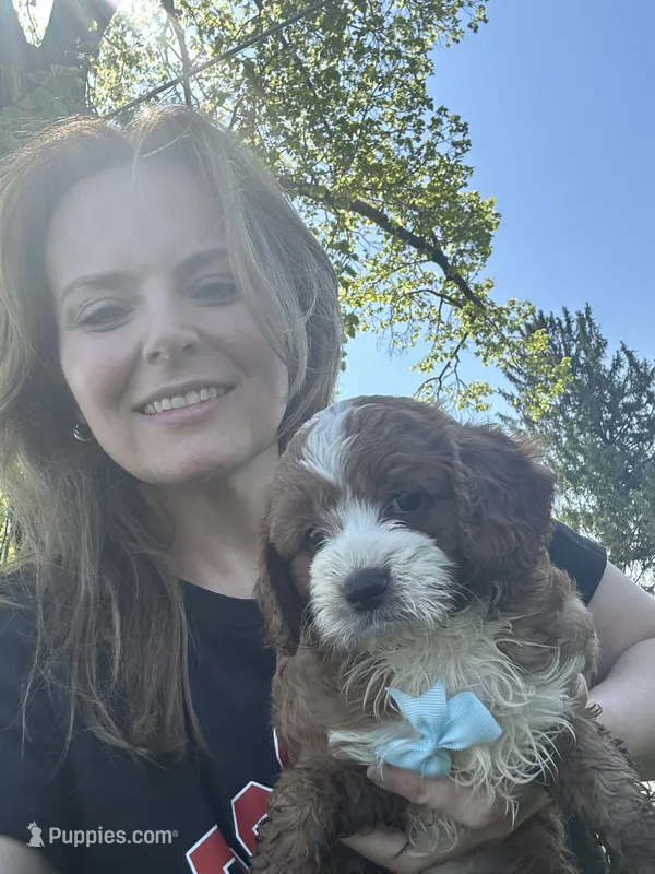 Eddy – Cavapoo puppy for sale in Charlotte, NC