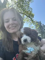 Eddy, a male Cavapoo for sale in Charlotte, NC – Photo 1 of 4