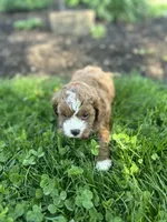 Eddy, a male Cavapoo for sale in Charlotte, NC – Photo 3 of 4