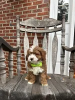 Eddy, a male Cavapoo for sale in Charlotte, NC – 7 of 8