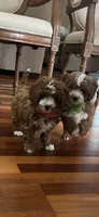 Aaron , a male Cavapoo for sale in Charlotte, NC – 6 of 8